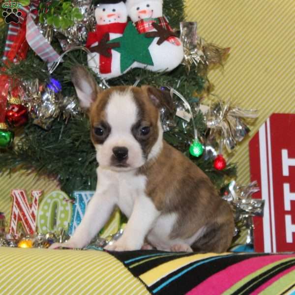 Glory, Boston Terrier Puppy